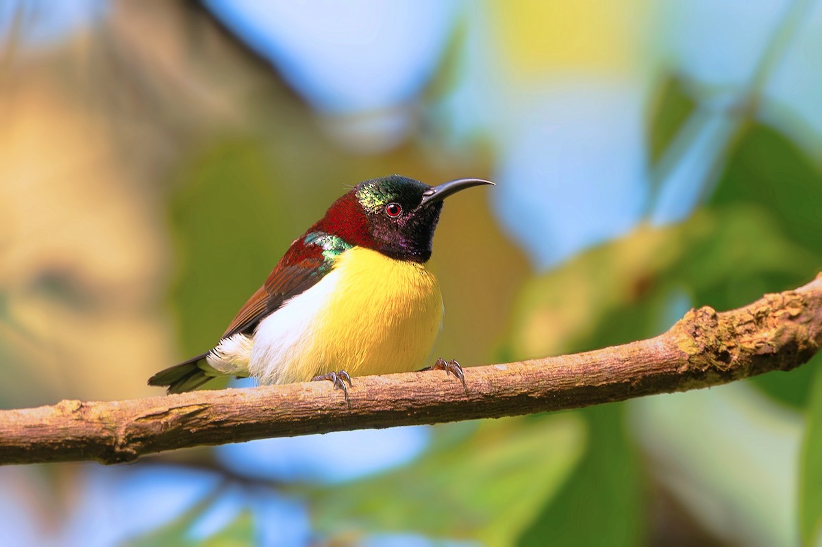 Purple-rumped Sunbird - ML640811768