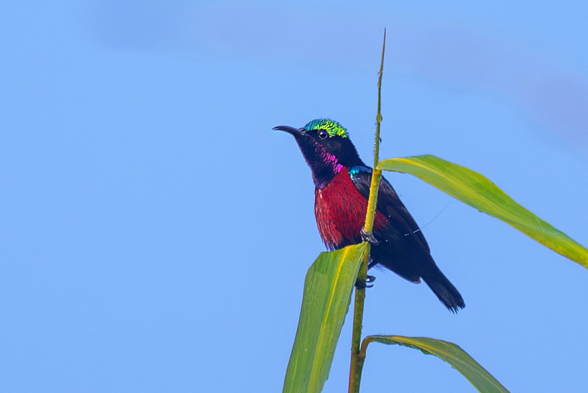 Van Hasselt's Sunbird - ML640811804