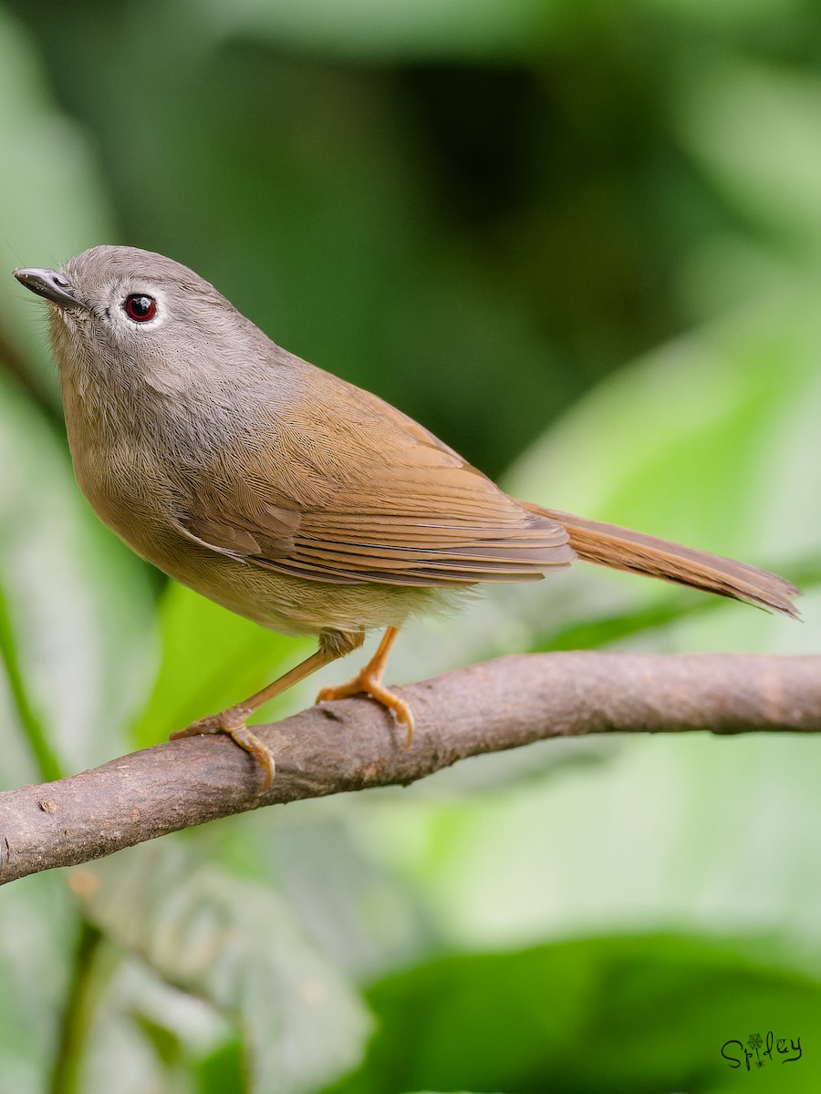 David's Fulvetta - ML640811832