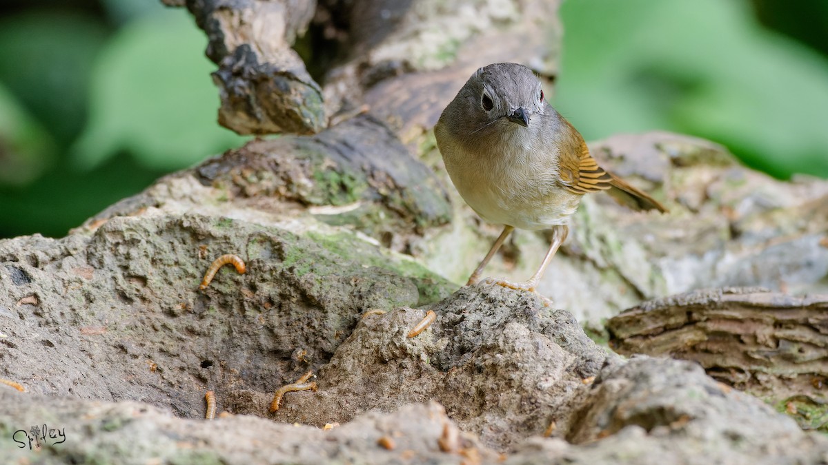 David's Fulvetta - ML640811833