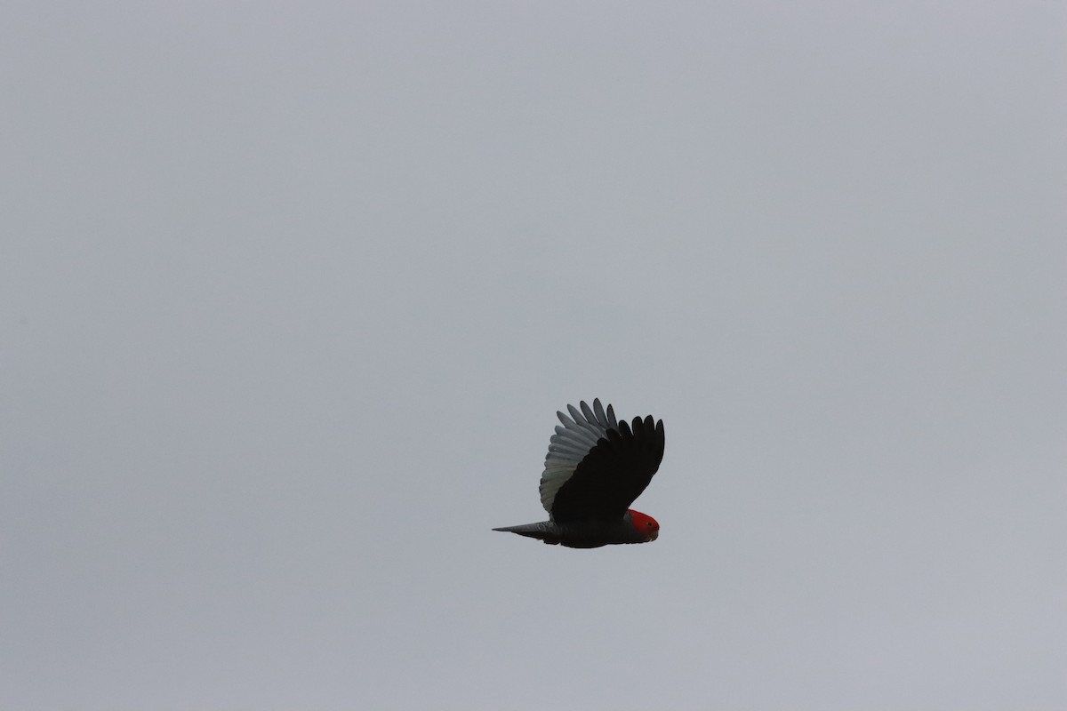 Gang-gang Cockatoo - ML640811884