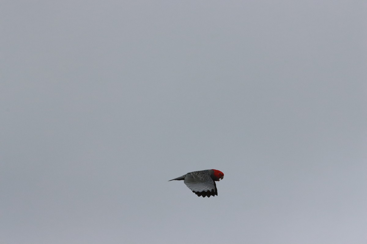 Gang-gang Cockatoo - ML640811885