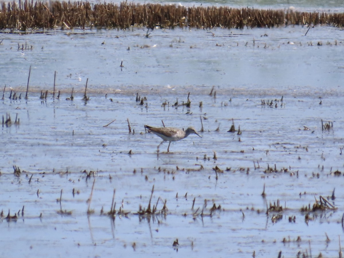 Lesser Yellowlegs - ML640811889