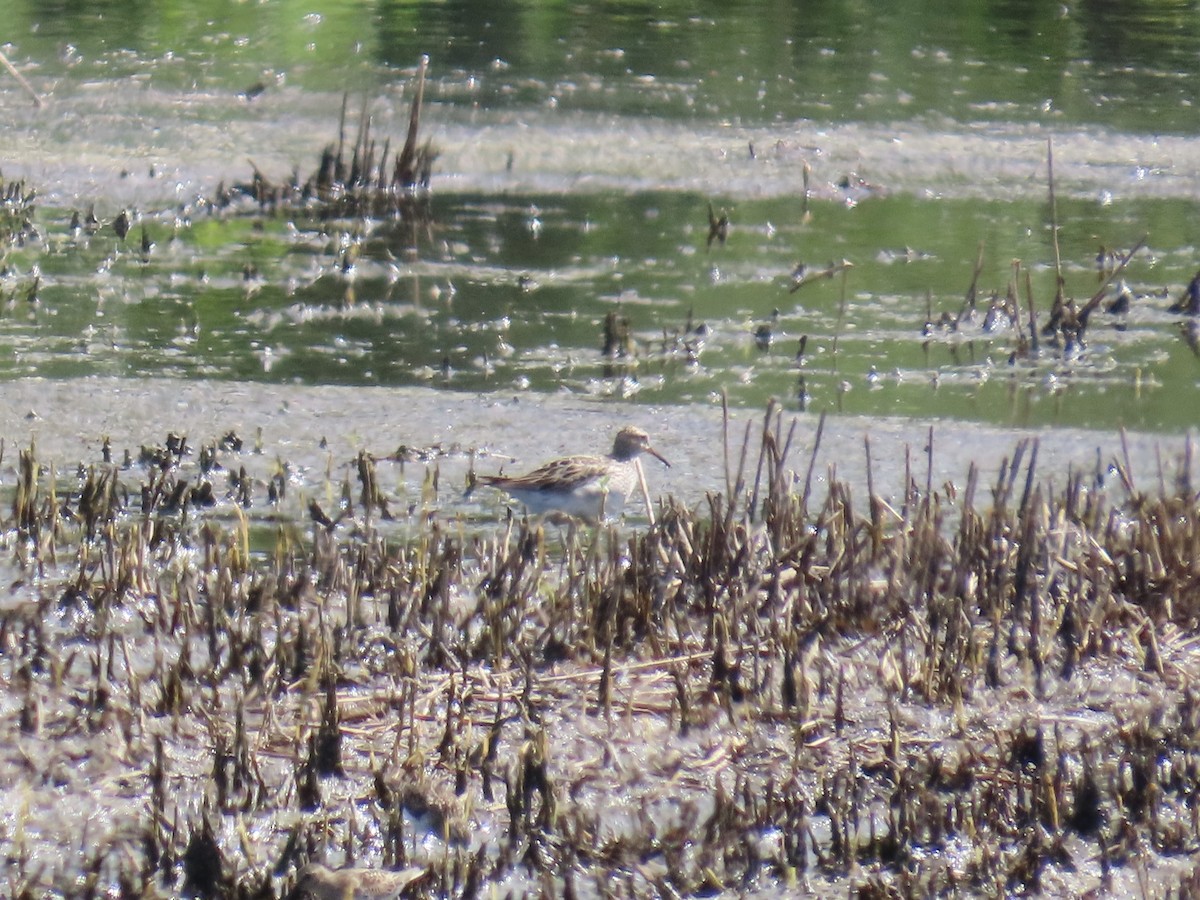Pectoral Sandpiper - ML640811892