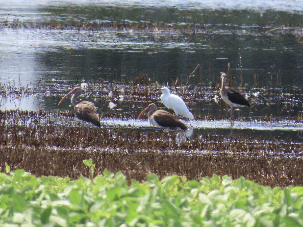 White Ibis - ML640811906