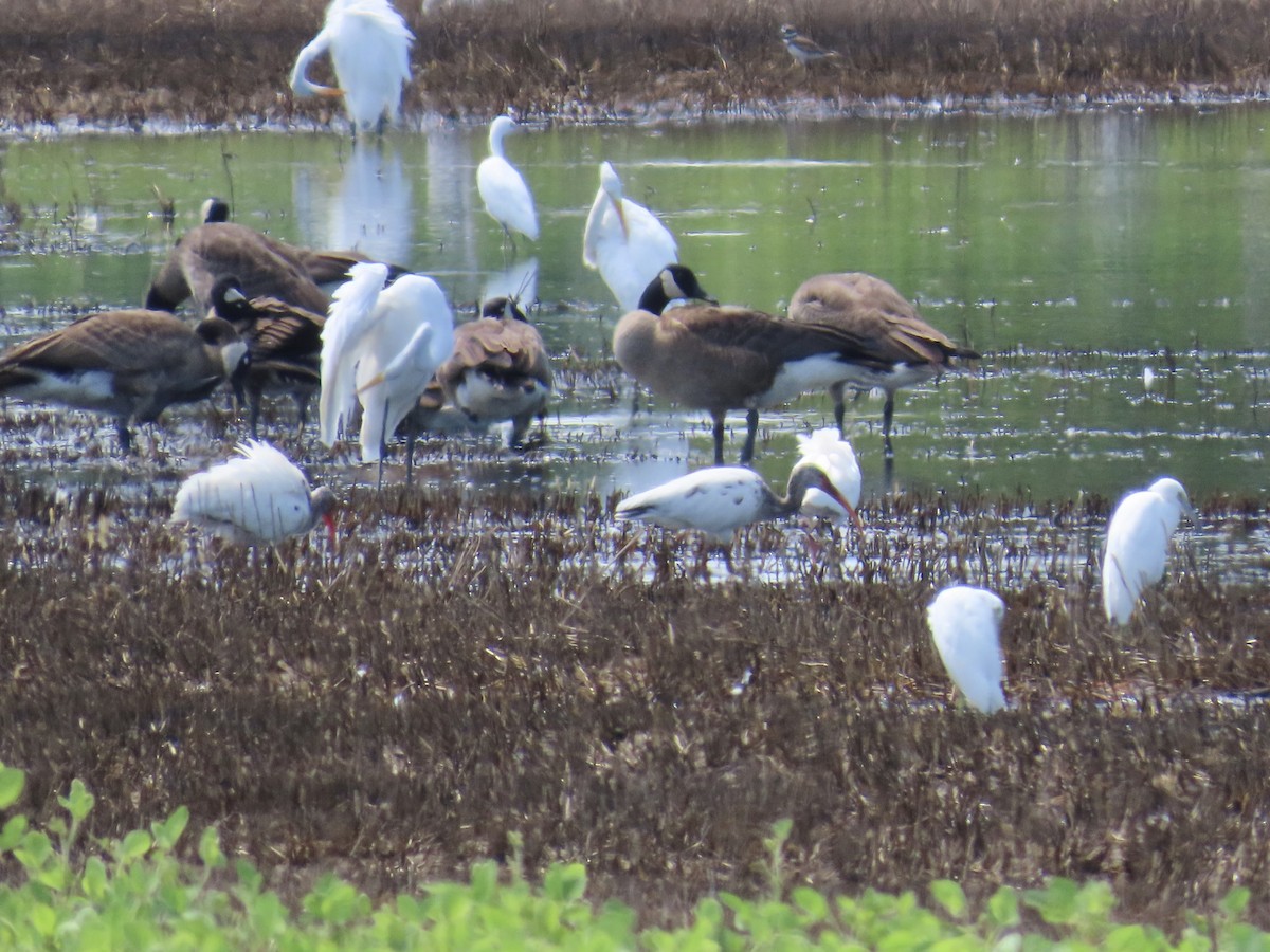 White Ibis - ML640811907