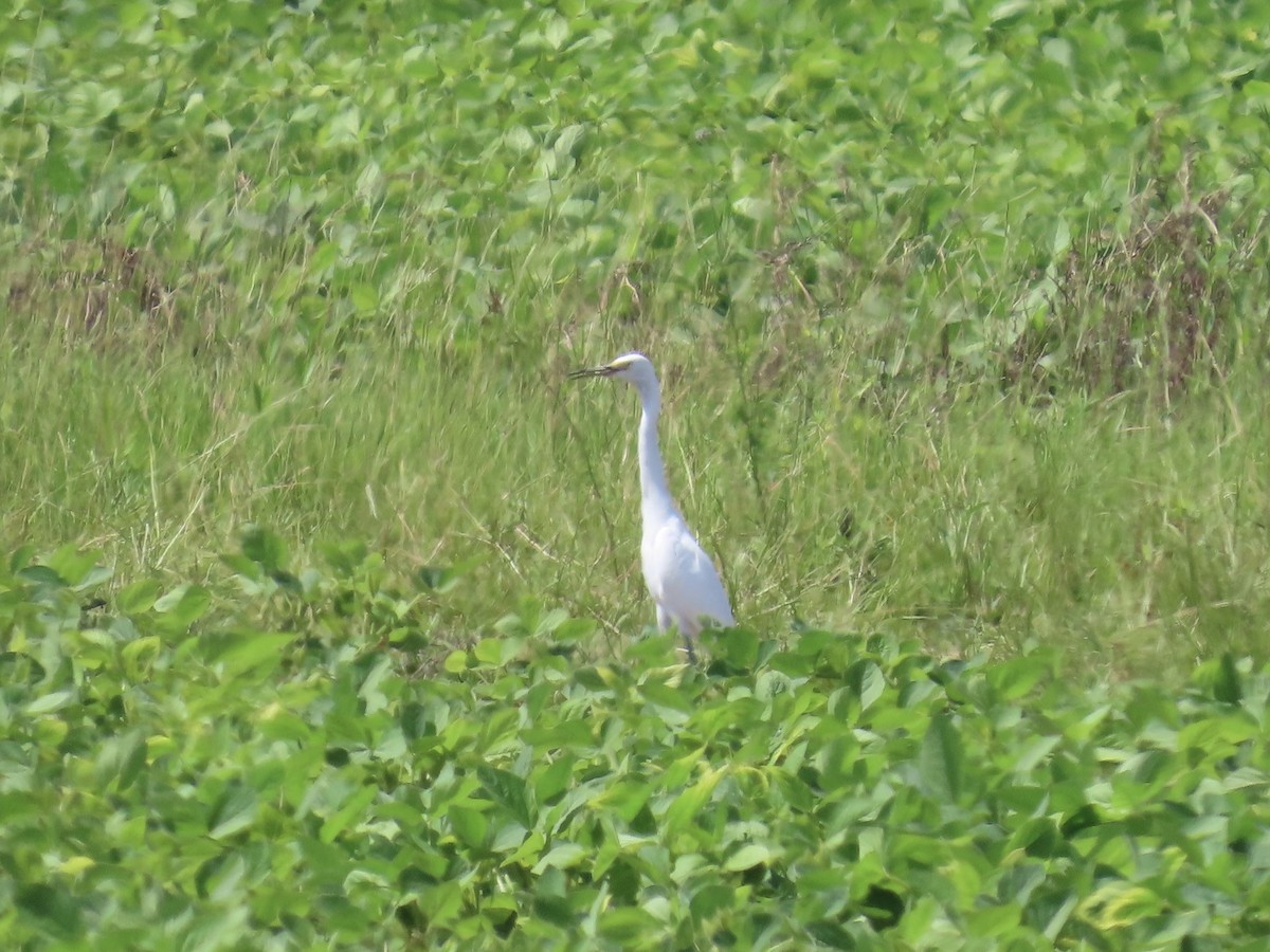 Snowy Egret - ML640811918