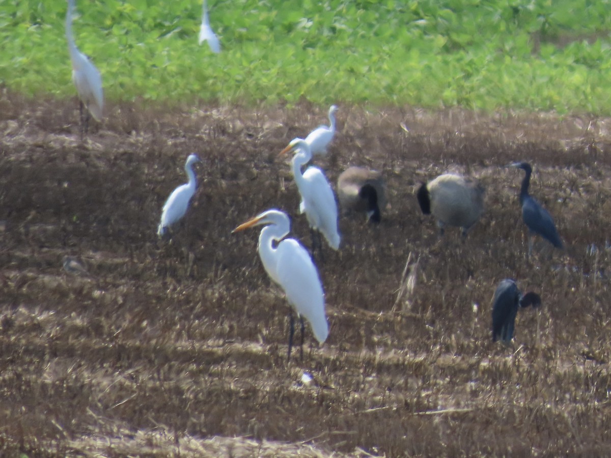 Great Egret - ML640811921