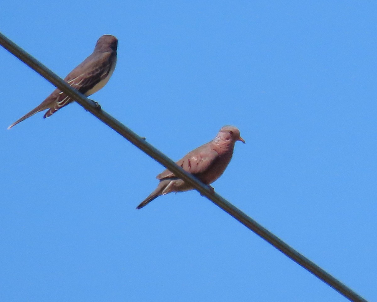Common Ground Dove - ML640811953