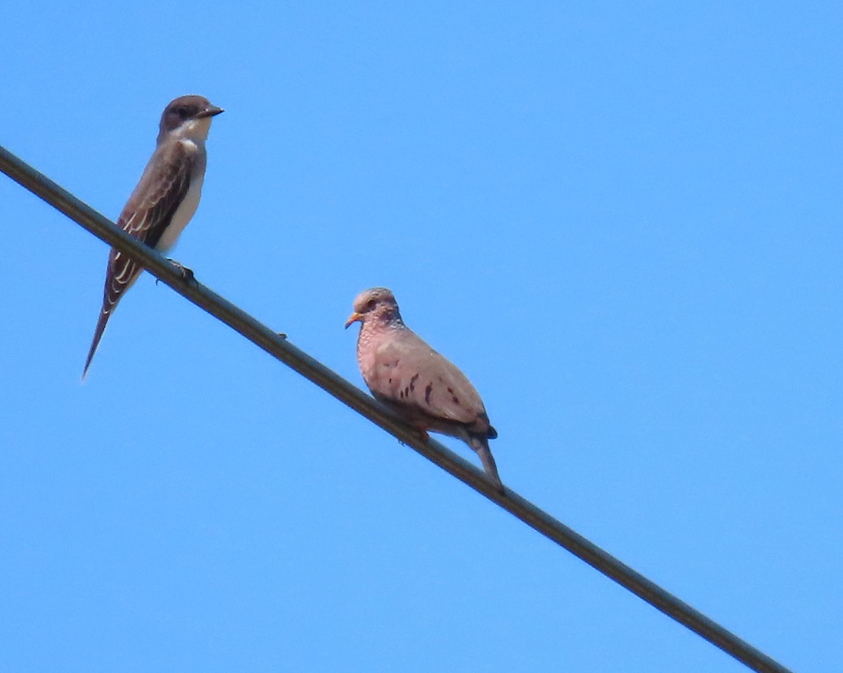 Common Ground Dove - ML640811954