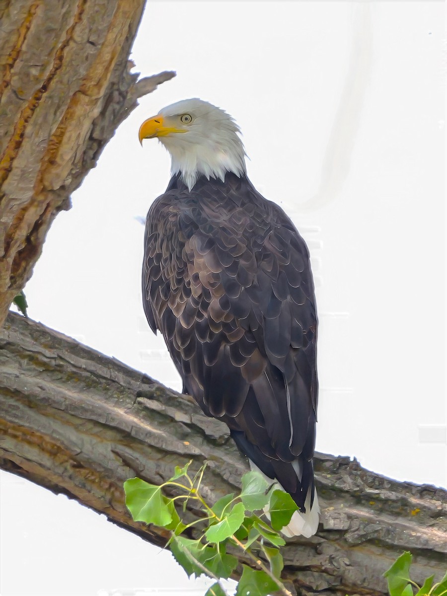 Bald Eagle - ML640811994