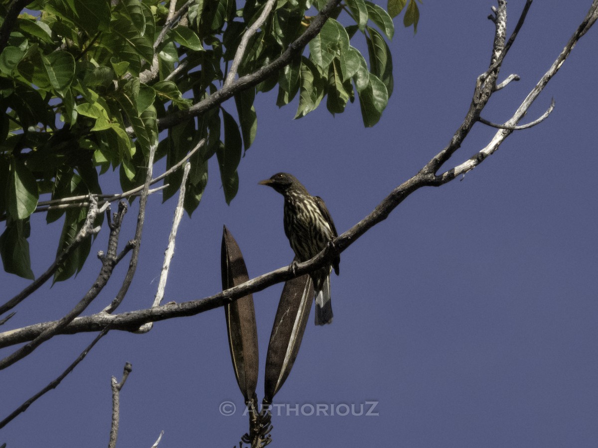 Palmchat - ML640812146