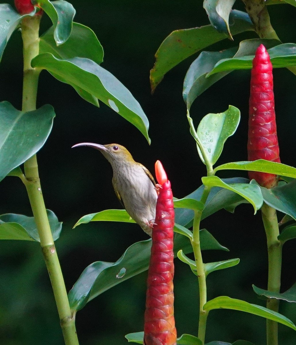 Gray-breasted Spiderhunter - ML640812149