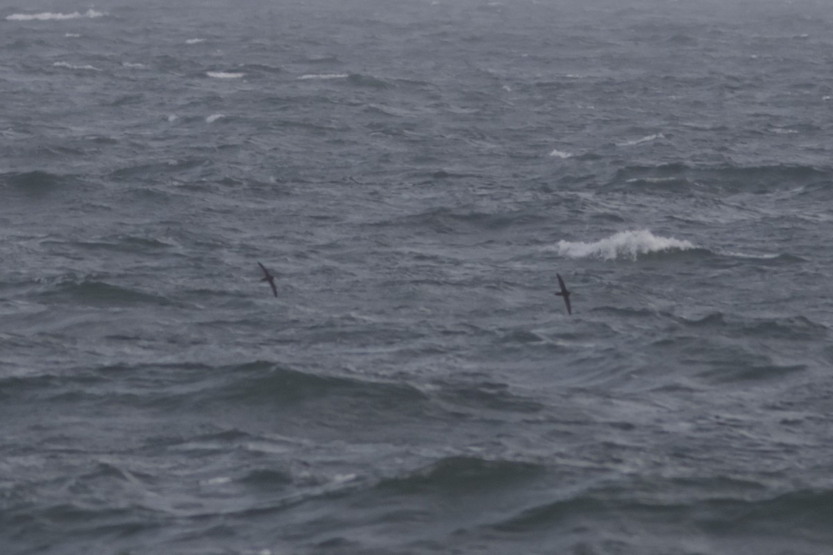 Manx Shearwater - ML640812186