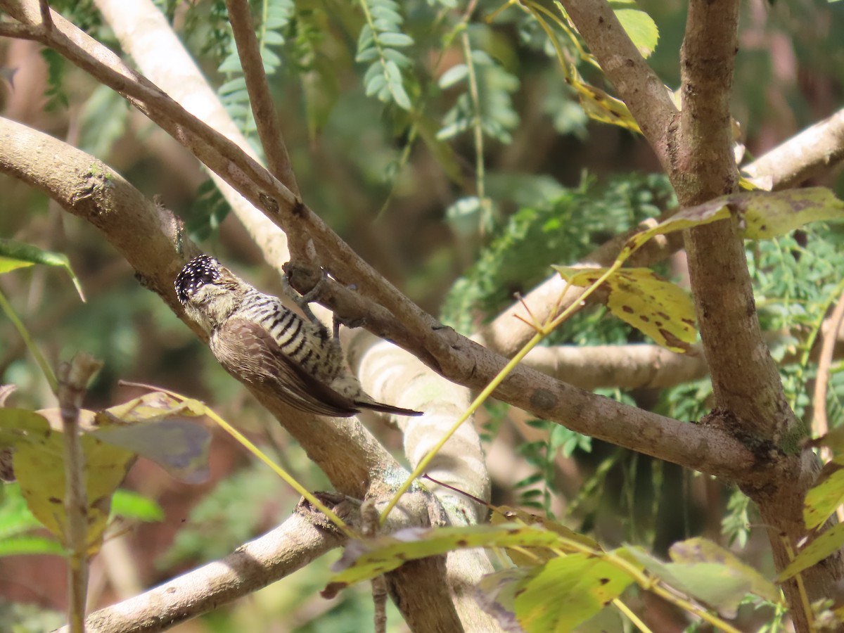 White-barred Piculet - ML640812245