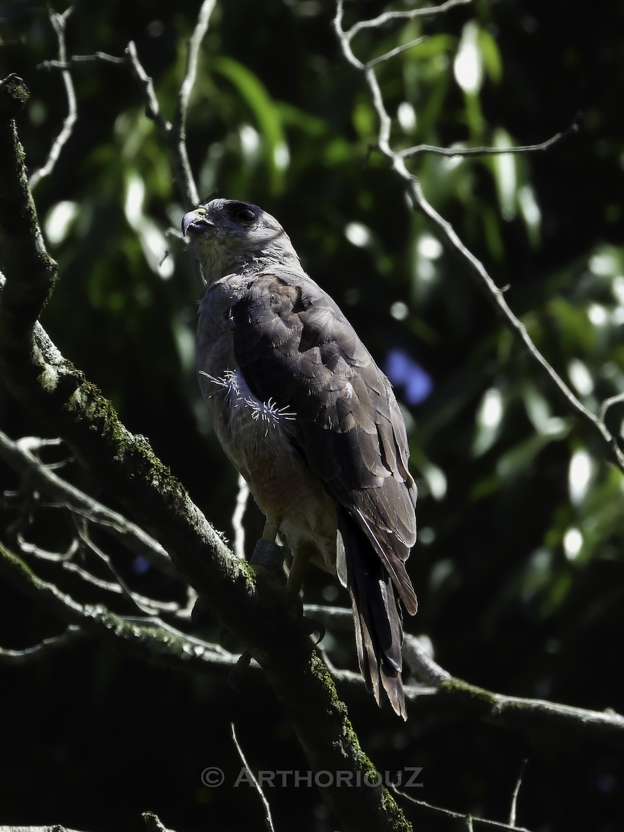 Ridgway's Hawk - ML640812330