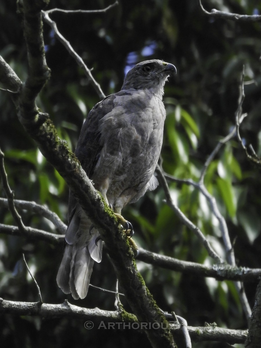 Ridgway's Hawk - ML640812331
