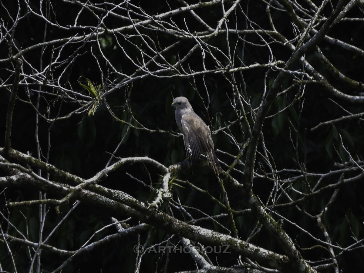 Ridgway's Hawk - ML640812333