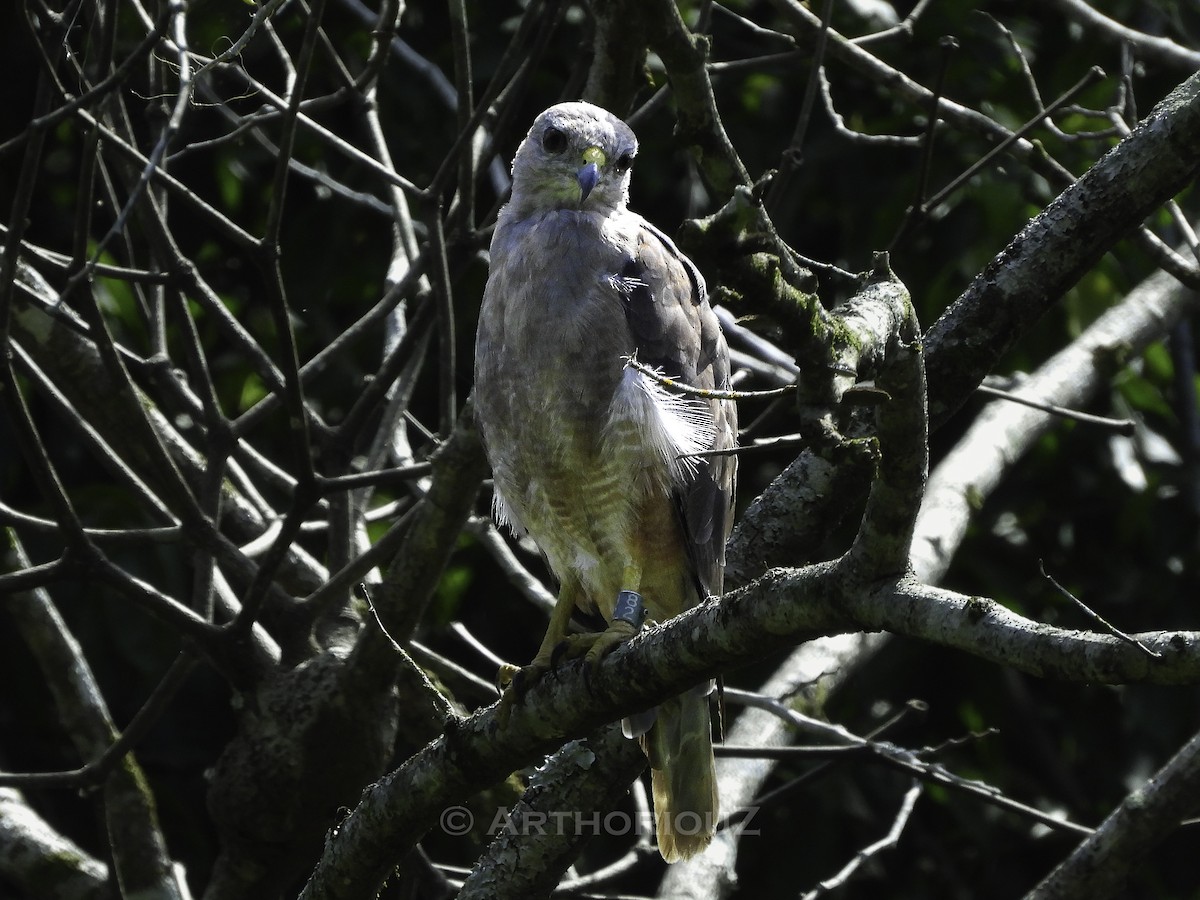 Ridgway's Hawk - ML640812334