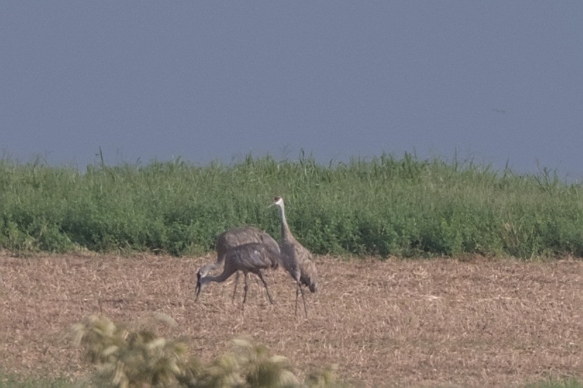 Sandhill Crane - ML640812377