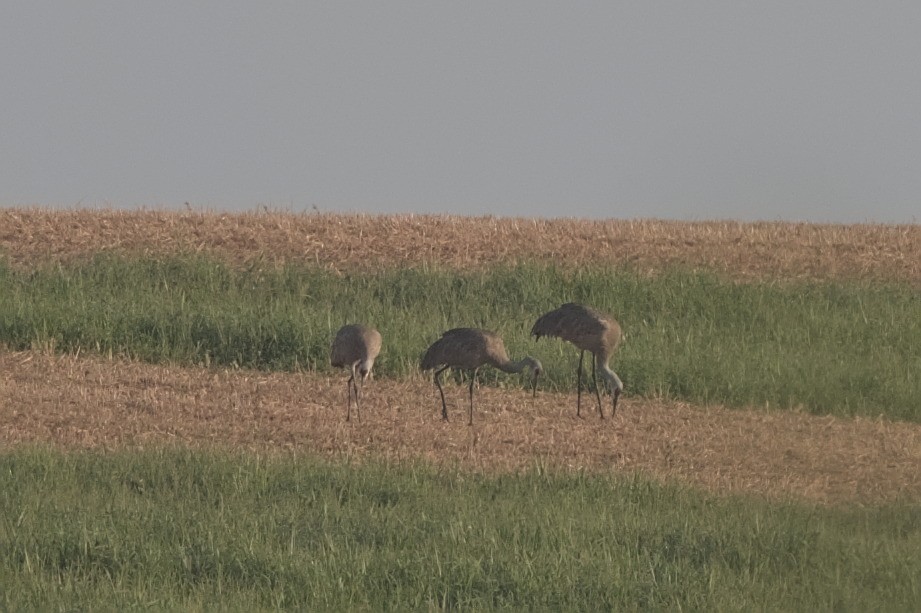 Sandhill Crane - ML640812378
