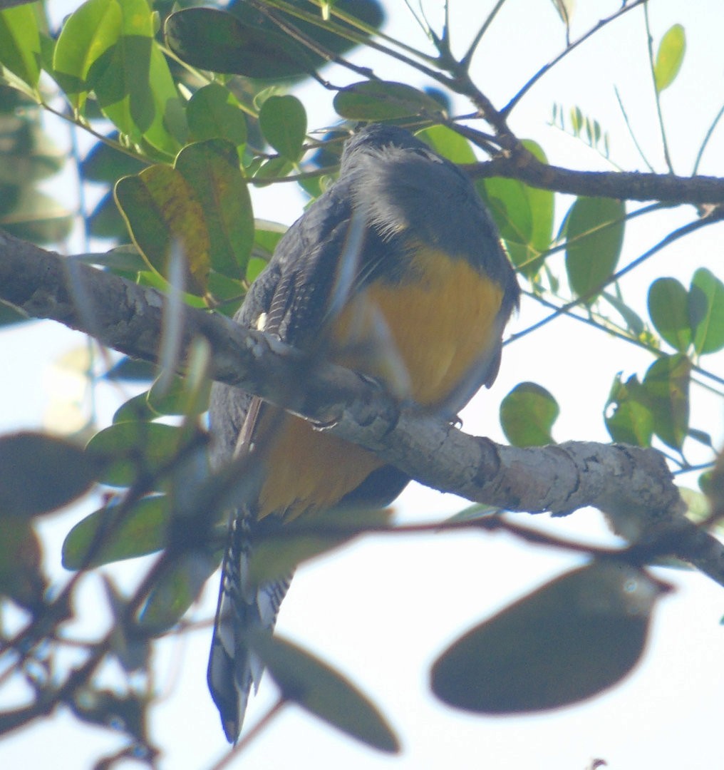 Green-backed Trogon - ML640812400