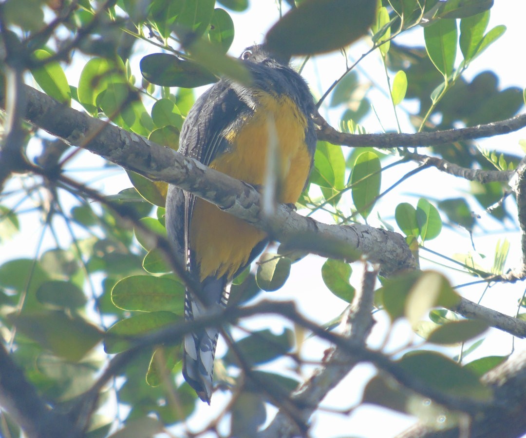 Green-backed Trogon - ML640812401