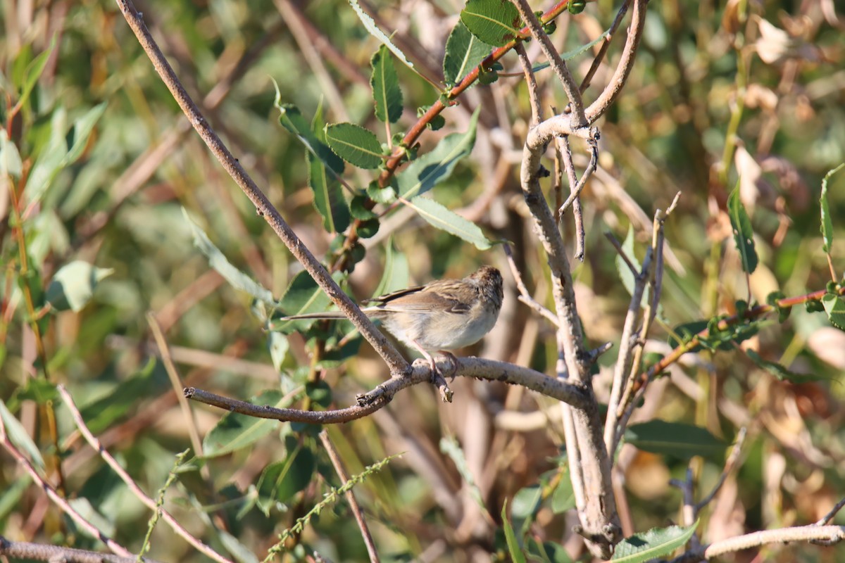 Brewer's Sparrow - ML640812473