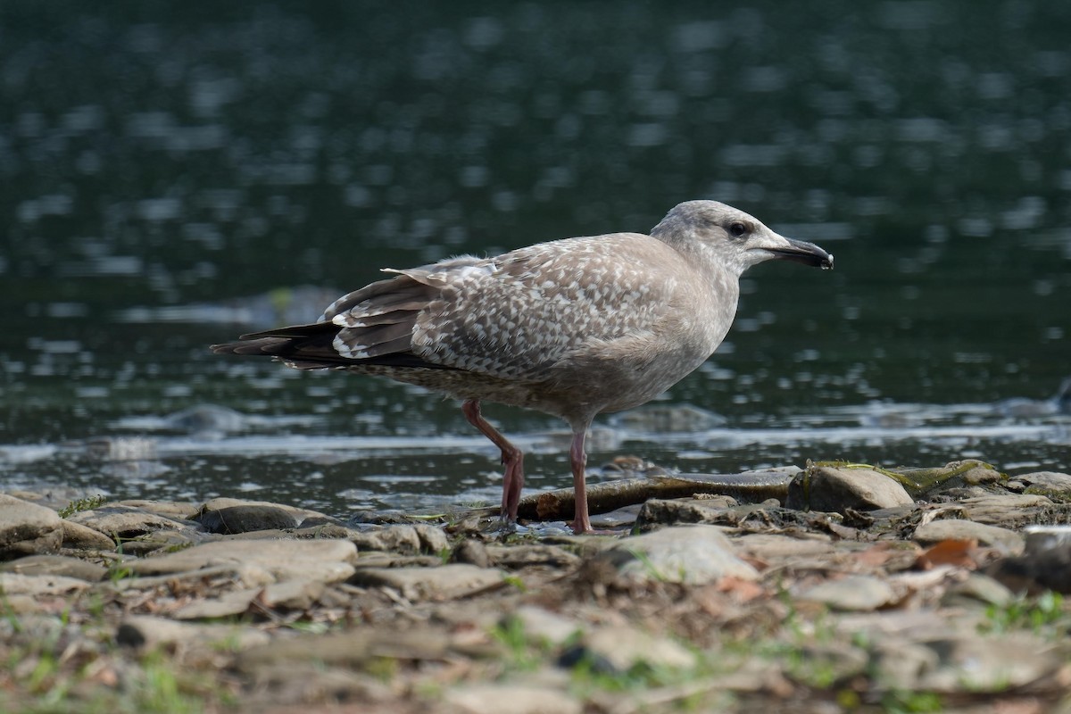 Goéland hudsonien - ML640812544