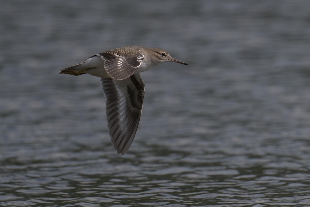 Chevalier grivelé - ML640812549