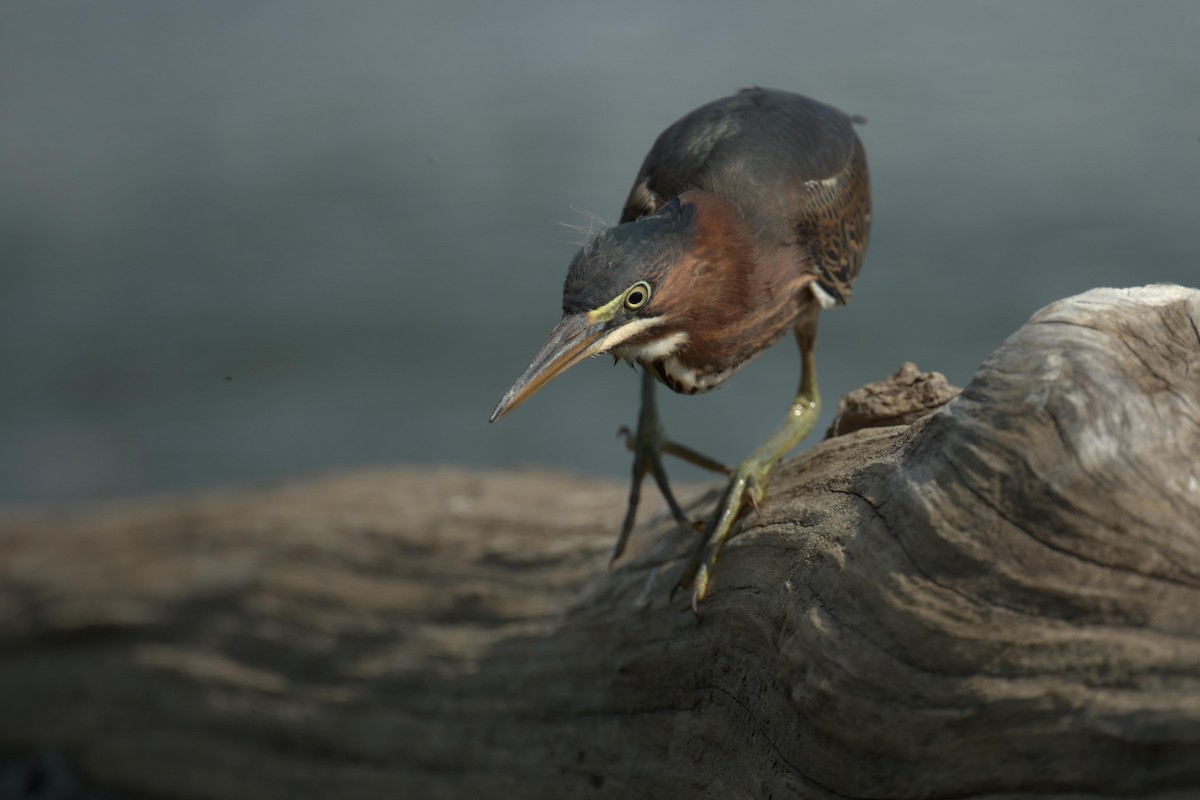 Héron vert - ML640812553