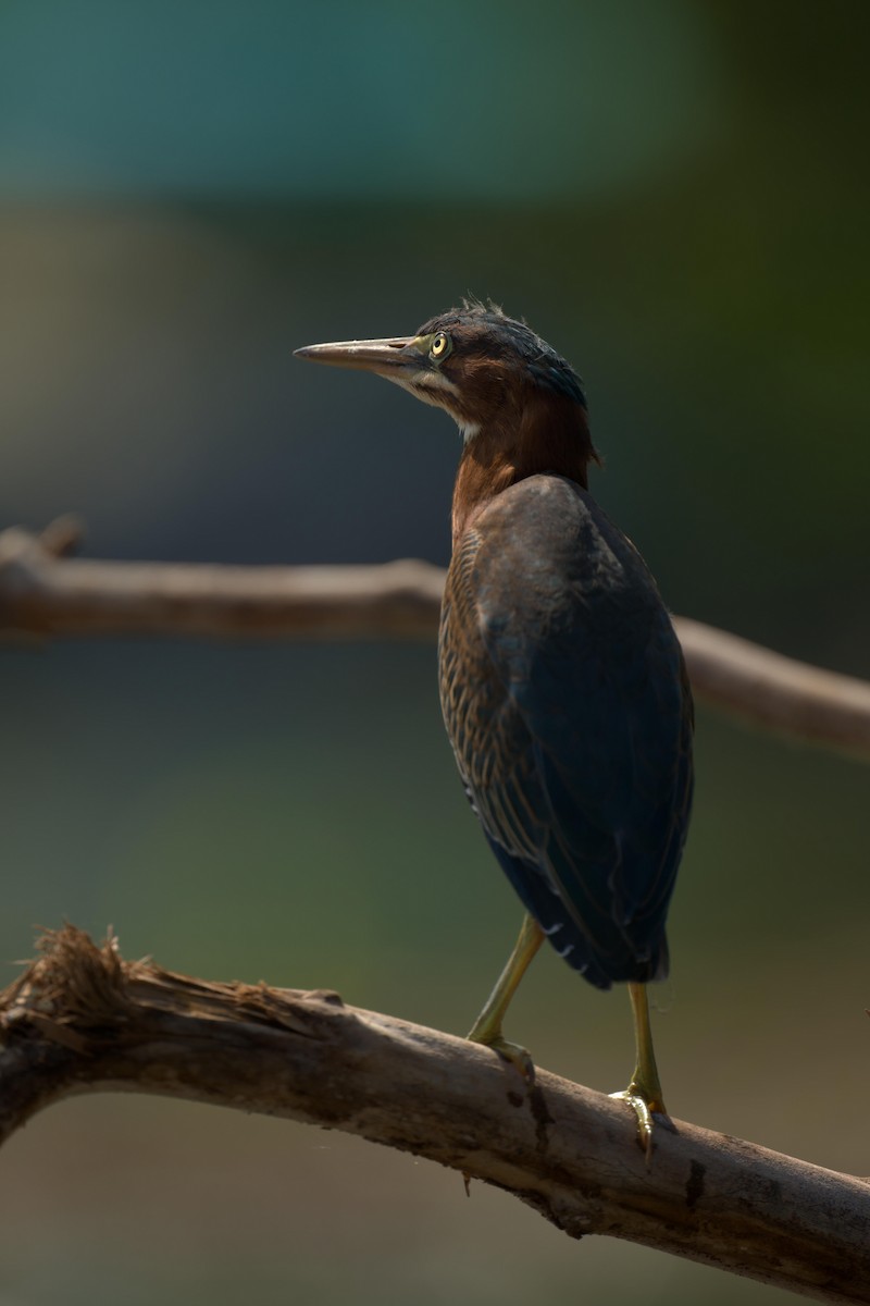 Héron vert - ML640812554