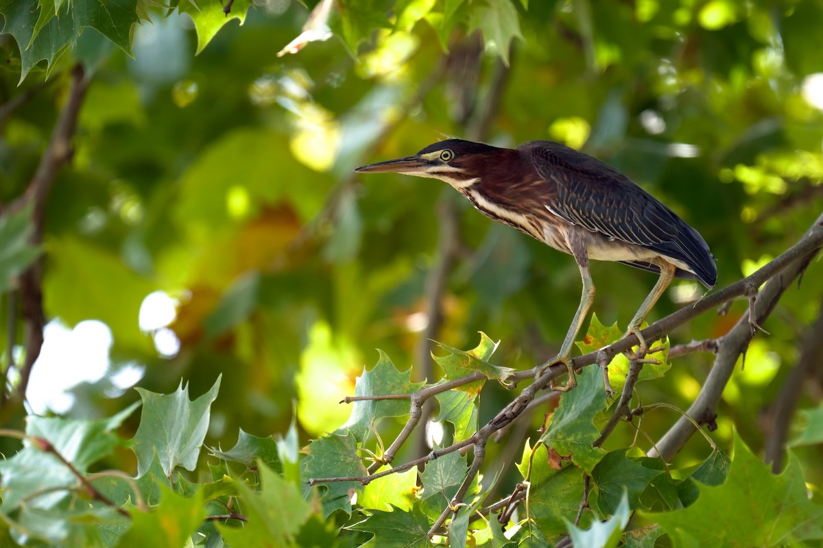 Héron vert - ML640812555