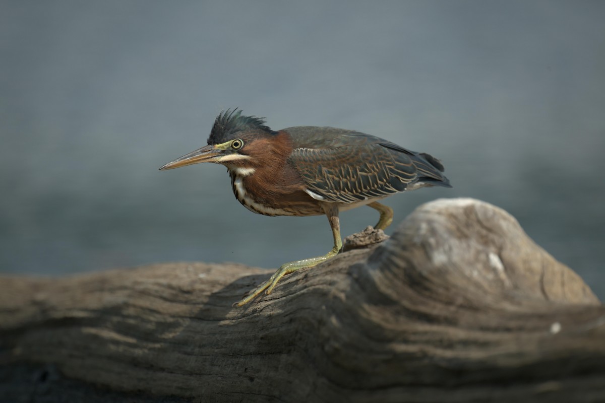 Héron vert - ML640812556