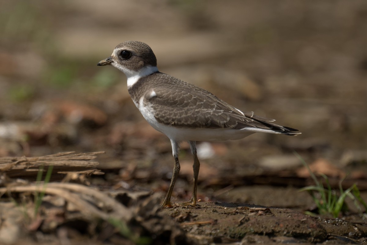 Pluvier semipalmé - ML640812560