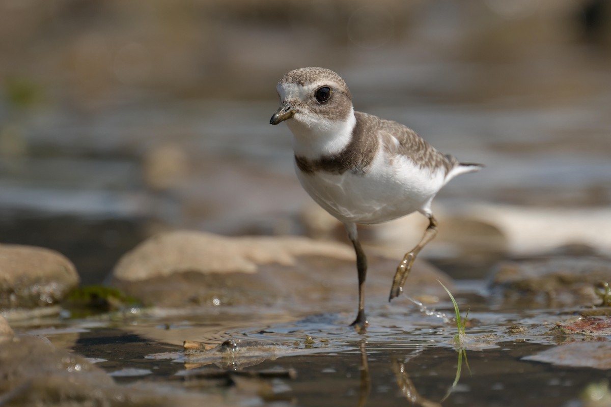 Pluvier semipalmé - ML640812561