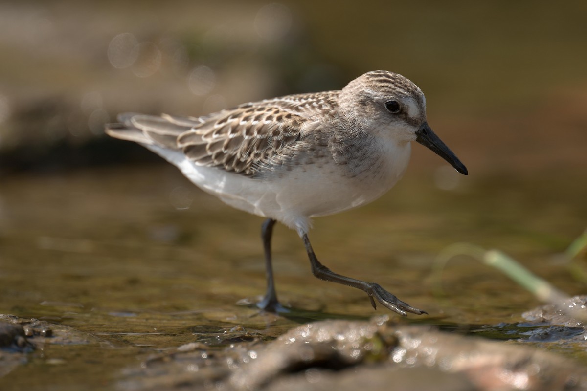 Bécasseau semipalmé - ML640812562