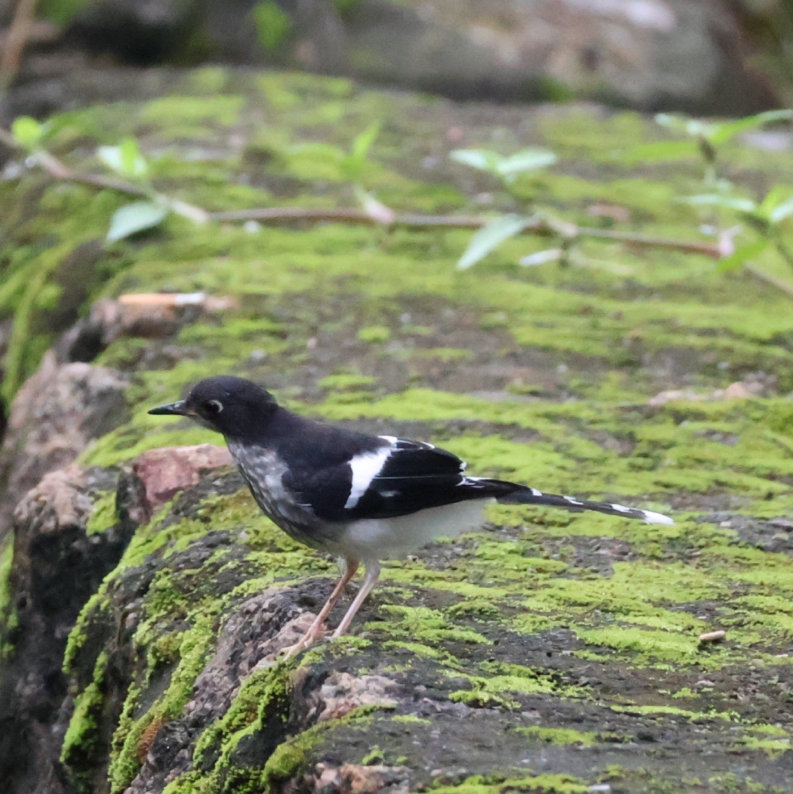 Black-backed Forktail - ML640812585