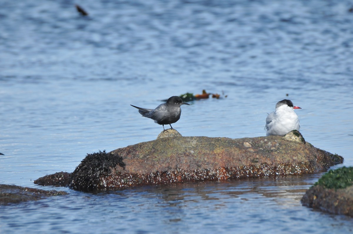 Black Tern - ML640812622