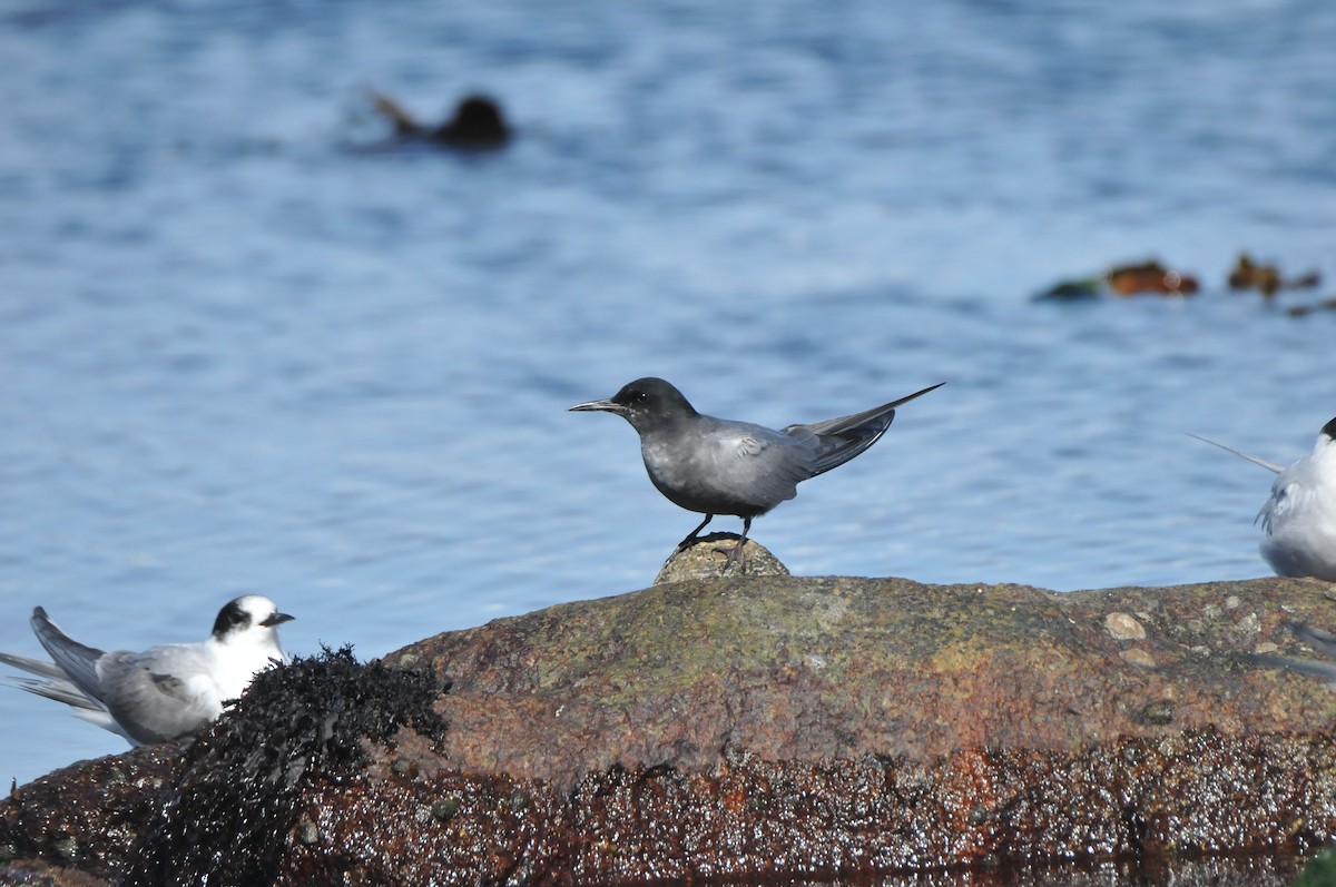 Black Tern - ML640812623