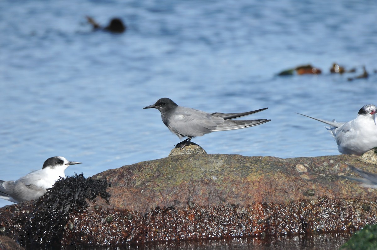 Black Tern - ML640812624