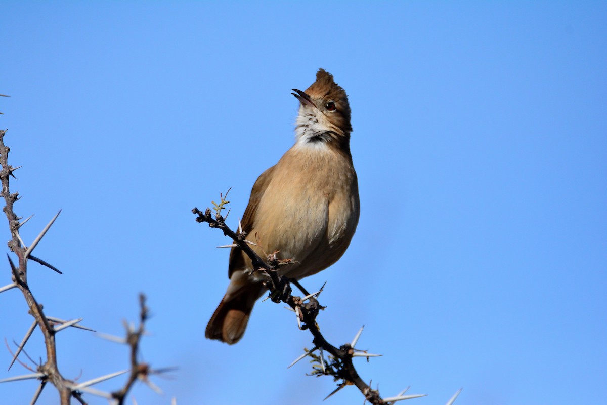 Crested Hornero - ML640812676