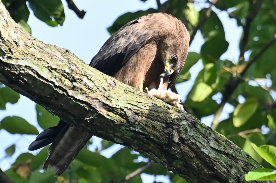 Black Kite - ML640812813
