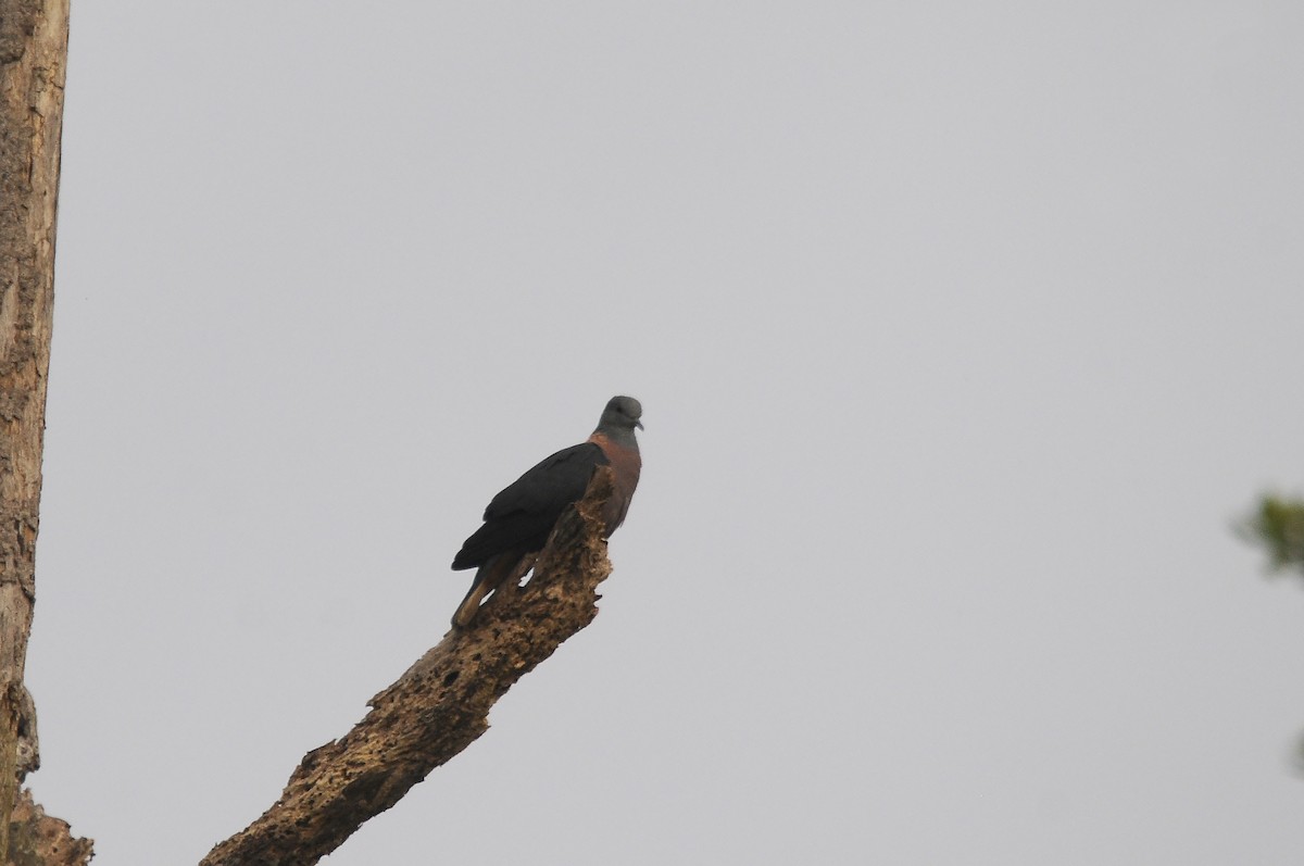 Western Bronze-naped Pigeon - ML640812869
