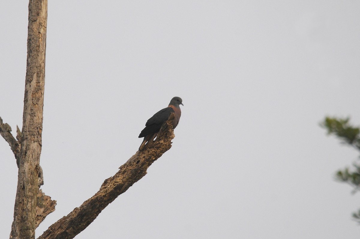 Western Bronze-naped Pigeon - ML640812870