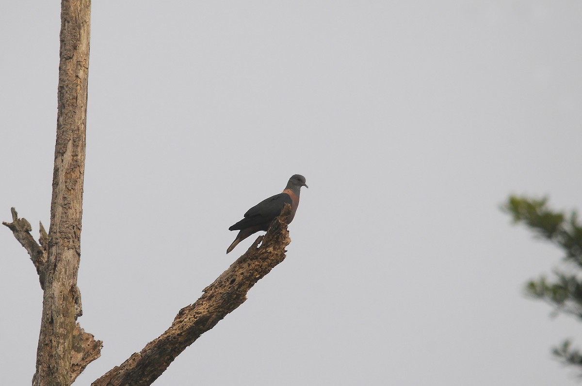Western Bronze-naped Pigeon - ML640812871