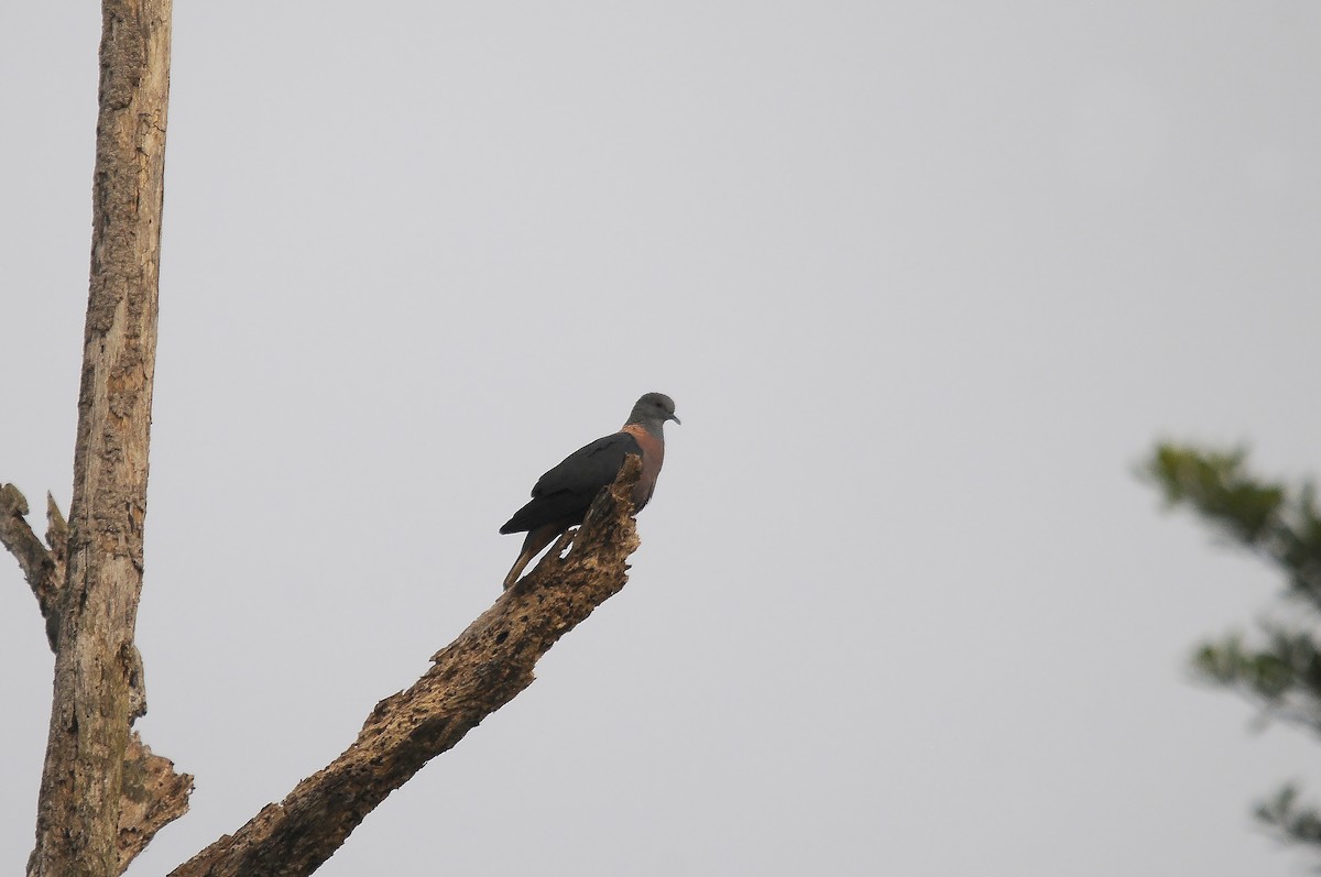 Western Bronze-naped Pigeon - ML640812872