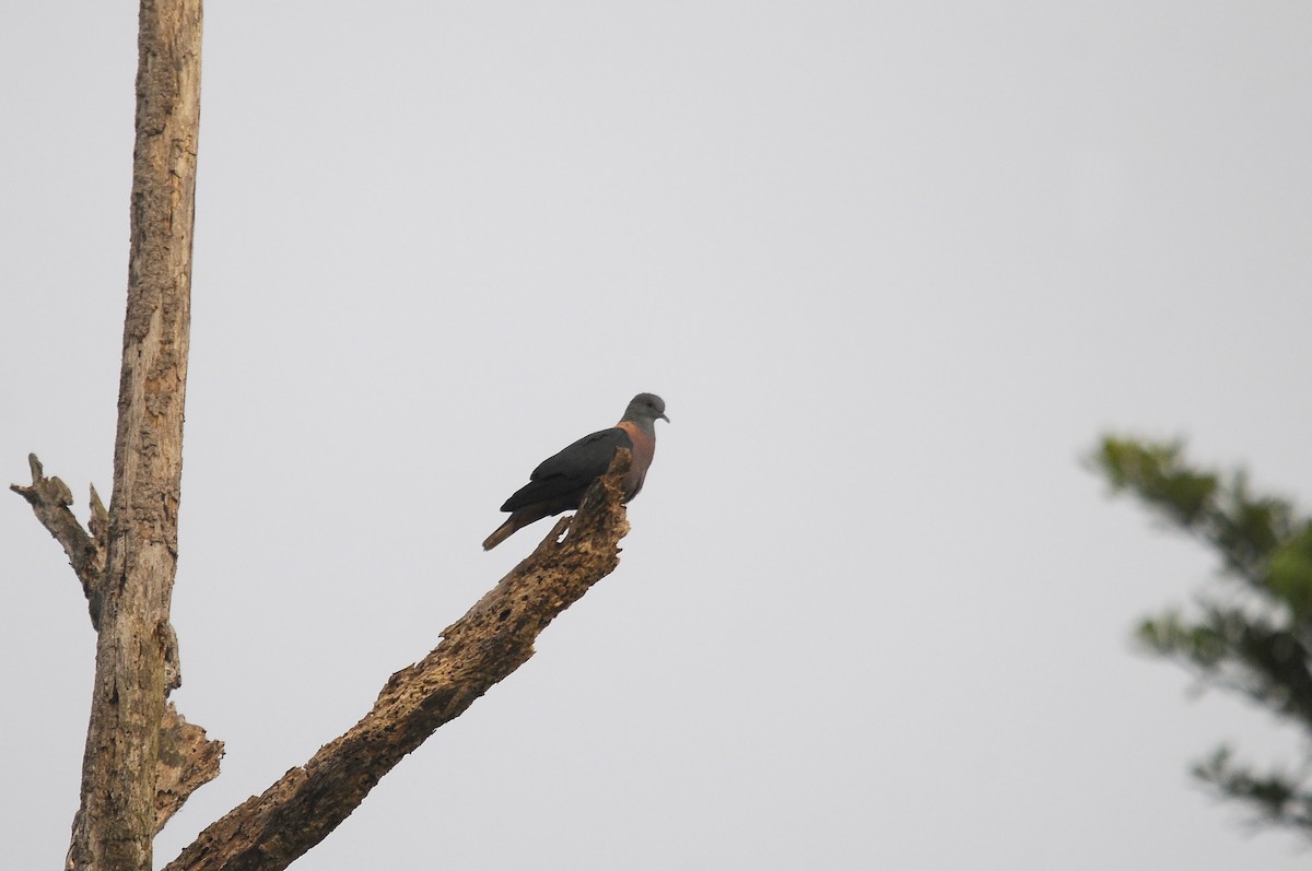 Western Bronze-naped Pigeon - ML640812873