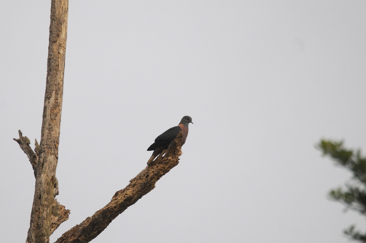 Western Bronze-naped Pigeon - ML640812874