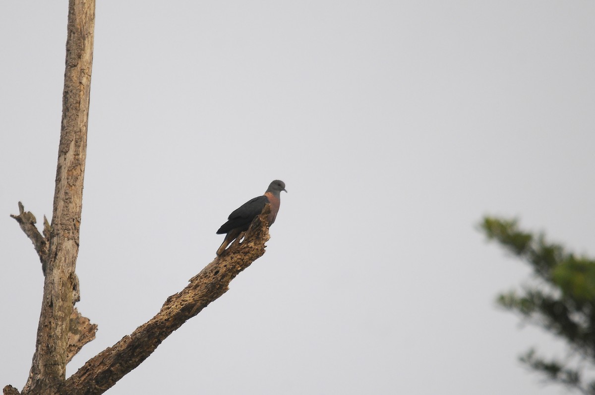 Western Bronze-naped Pigeon - ML640812875